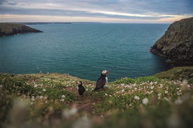 Puffin Island & North Wales